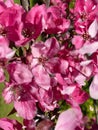 Flowers pink apple blossom red white petal flowering tree branch against a blue sky Royalty Free Stock Photo