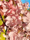 Flowers pink apple blossom red white petal flowering tree branch against a blue sky Royalty Free Stock Photo