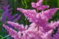 Flowers of pink astilba Royalty Free Stock Photo