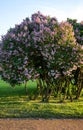 Flowers pink beautiful lilac Bush Royalty Free Stock Photo