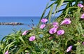 Flowers pink bindweed at the seaside