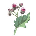 Flowers - Pink Burdock on the white background. Medical plant.