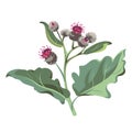 Flowers - Pink Burdock on the white background. Medical plant.