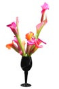 Flowers of pink calla lily isolated with clipping path. Royalty Free Stock Photo