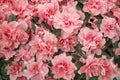 Flowers of pink or coral japanese azalia in spring garden. Close up azalia blossom background texture Royalty Free Stock Photo