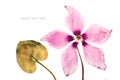 The flowers pink cyclamen dried pressed herbarium