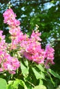 Flowers - Pink flowers of Tabarka,.