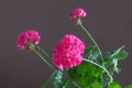 Flowers of pink geranium on a brown background Royalty Free Stock Photo