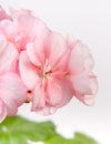 Flowers of pink geranium closeup Royalty Free Stock Photo