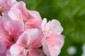 Flowers of pink geranium closeup Royalty Free Stock Photo