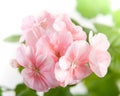 Flowers of pink geranium closeup Royalty Free Stock Photo