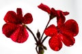 Flowers pink geranium. Isolated on a white background. Close-up. without shadows. For design. Royalty Free Stock Photo