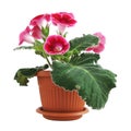 Pink Gloxinia Royalty Free Stock Photo