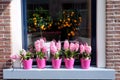 Flowers of pink Hyacinth and orange fruits in pots on a window sill. Royalty Free Stock Photo