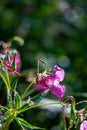 Flowers of Pink Impatiens glandulifera in raindrops and sunbeams