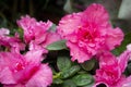 Flowers of pink japanese azalia Kermesina Rous or rhododendron simsii. Purple azalia blossom.