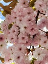 Flowers pink of japanish cherry tree ornamental blue sky and leaves Royalty Free Stock Photo