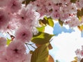 Flowers pink of japanish cherry tree ornamental blue sky and leaves Royalty Free Stock Photo