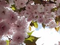 Flowers pink of japanish cherry tree ornamental blue sky and leaves Royalty Free Stock Photo