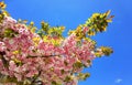 Flowers pink of japanish cherry tree ornamental blue sky and leaves Royalty Free Stock Photo