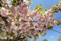 Flowers pink of japanish cherry tree ornamental blue sky and leaves Royalty Free Stock Photo