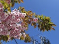 Flowers pink of japanish cherry tree ornamental blue sky and leaves Royalty Free Stock Photo