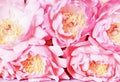 Flowers of pink lilac peonies close-up. screensaver background Vintage style.