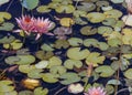 Flowers of pink lotuses in a pond