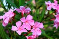 Flowers pink oleander bloomed in spring. Nerium oleander, Shrub, tree, garden plant for medicine, pharmacology, cosmetics, disease Royalty Free Stock Photo