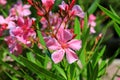 Flowers pink oleander bloomed in spring. Nerium oleander, Shrub, tree, garden plant for medicine, pharmacology, cosmetics, disease Royalty Free Stock Photo