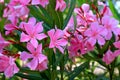 Flowers pink oleander bloomed in spring. Nerium oleander, Shrub, tree, garden plant for medicine, pharmacology, cosmetics, disease Royalty Free Stock Photo