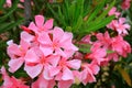 Flowers pink oleander bloomed in spring. Nerium oleander, Shrub, tree, garden plant for medicine, pharmacology, cosmetics, disease Royalty Free Stock Photo