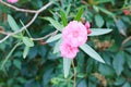 Flowers of pink oleander