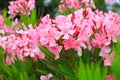 Flowers of pink oleander, Nerium oleander, bloomed in the spring. Shrub, a small tree, cornel Apocynaceae family, garden plant. Royalty Free Stock Photo