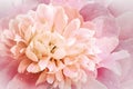 Flowers pink peony.   Floral vintage background.   Petals peonies.  Close-up. Royalty Free Stock Photo