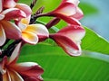 Colorful flowers pink plumeria in the droplets after the rain, lush green Royalty Free Stock Photo