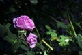 Flowers pink rose for tea, delicate and beautiful flowering color, background