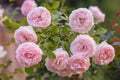 Flowers of pink roses on the bush as a bouquet. Cream-pink rose Pierre de Ronsard. Royalty Free Stock Photo