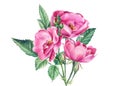 Flowers pink roses, green leaves on white isolated background, watercolor botanical illustration