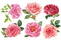 Flowers of pink roses, leaves, watercolor floral elements on an isolated white background, hand drawing Royalty Free Stock Photo