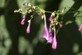 Flowers of a Pink Strobilanthes or chinese rain bell shrub