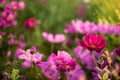 Flowers in pink tones with large blurs