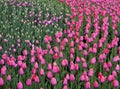 Flowers pink tulip. Bud of a spring flowers. Field of beautiful tulips. Side view. For design. Royalty Free Stock Photo