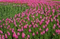 Flowers pink tulip. Bud of a spring flowers. Field of beautiful tulips. Side view. For design. Royalty Free Stock Photo