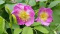 Flowers of a pink wild rose