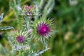 Flowers of the pink wild Scottish milk thistle flower in bloom