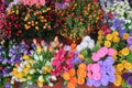 Flowers Placed in the flower shop Royalty Free Stock Photo