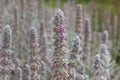 Flowers of plant Herb Lambs ear. Stachys Byzantine or stahis woolly. Royalty Free Stock Photo