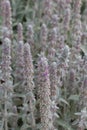 Flowers of plant Herb Lambs ear. Stachys Byzantine or stahis woolly. Royalty Free Stock Photo