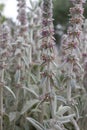 Flowers of plant Herb Lambs ear. Stachys Byzantine or stahis woolly. Royalty Free Stock Photo